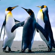 [PBS]KFISH