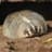 FatBadger