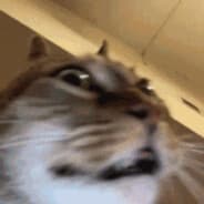 邱邱