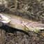 BIGwetTROUT