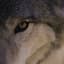 \\'1nter \\'olf