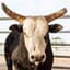 Bull
