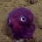 Googly Squid