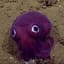 Googly Squid