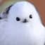Birb