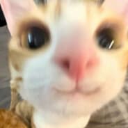 Nokyz