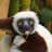 Zoboomafoo