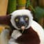 Zoboomafoo