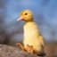 Duckyeah !