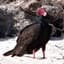 Turkey_Vulture