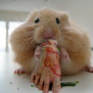 [fll.fi] Lihamsteri