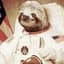 Stoner Sloth