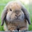 bunny