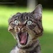The_Dead_Cat