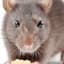 Rattus Rattus