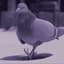 Pigeon