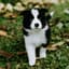 Ciggi-