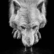 wolfscowl