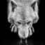 wolfscowl