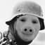 John Pork on my wrist