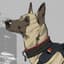 belgischer malinois arsch huffer