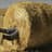 Haybale