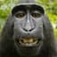 Monkey_