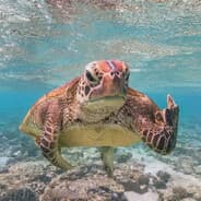 Grim Turtle