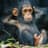 A Chimp