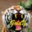 Goldy