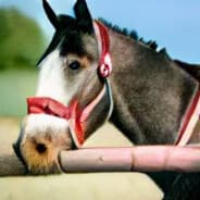 flexiblehorse