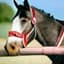 flexiblehorse