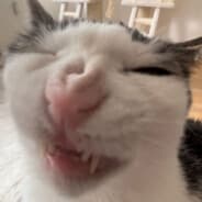 Cat-Lon