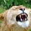 Leonrott