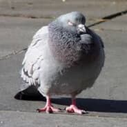 Slightlyobesepigeon