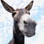 Big Donkey