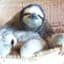 Sloths Have Feelings