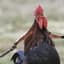 Battle Chicken