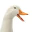 imaduck456