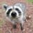 Raccoon