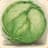 cabbage