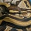 Snakecake9