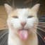 Silly Cat