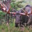 A Disgruntled Moose