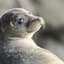 Sr.Seal@ˣD*