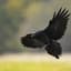 Raven