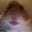 hamter