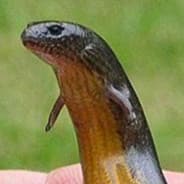 SnakeArms