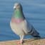 Pigeon9000