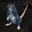 Level 1 Rat